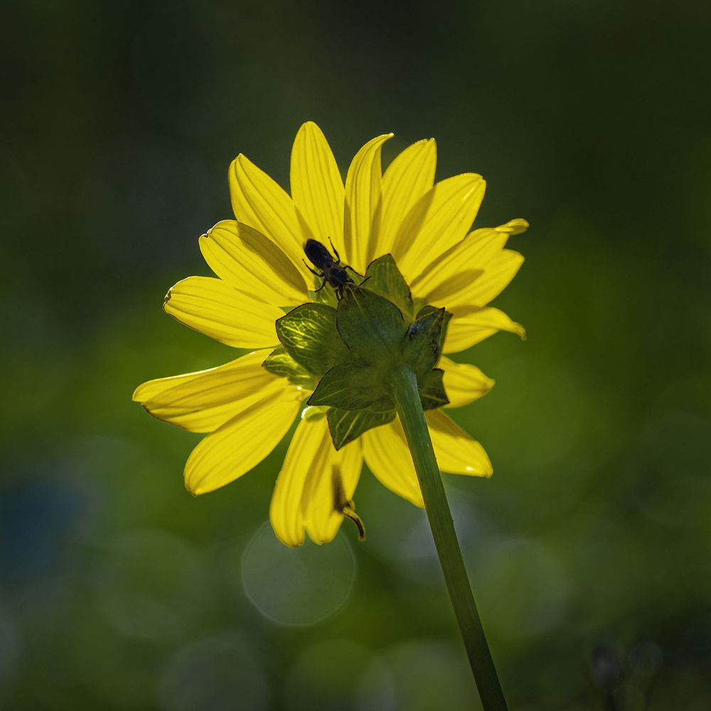 Фотография автора Ray Asiala