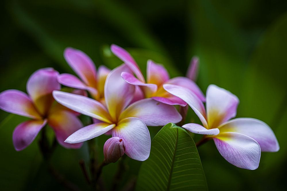 Фотография автора Ray Asiala