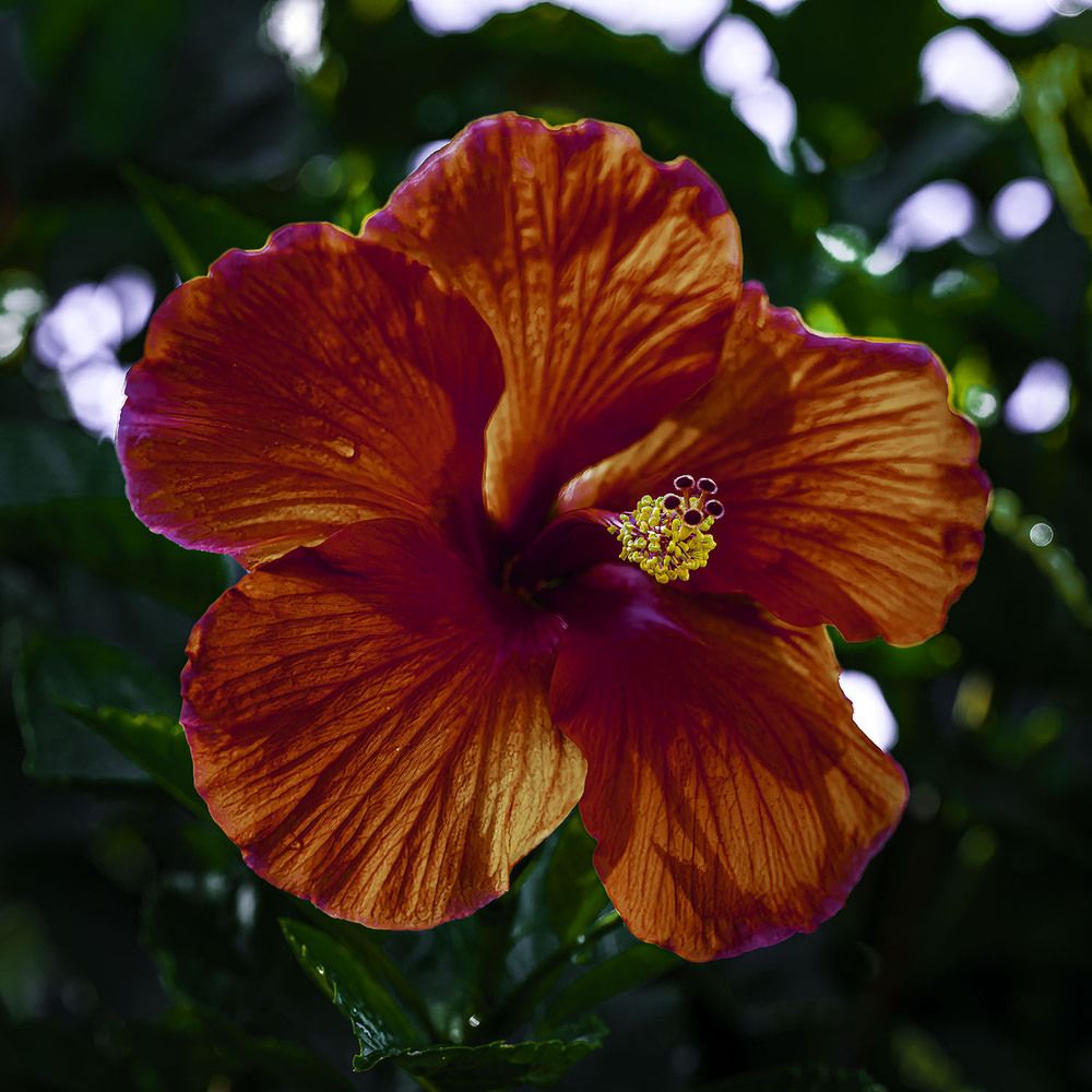 Фотография автора Ray Asiala