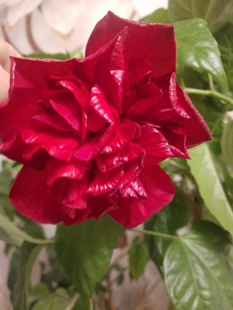 Photograph by Юлия Чувичилова