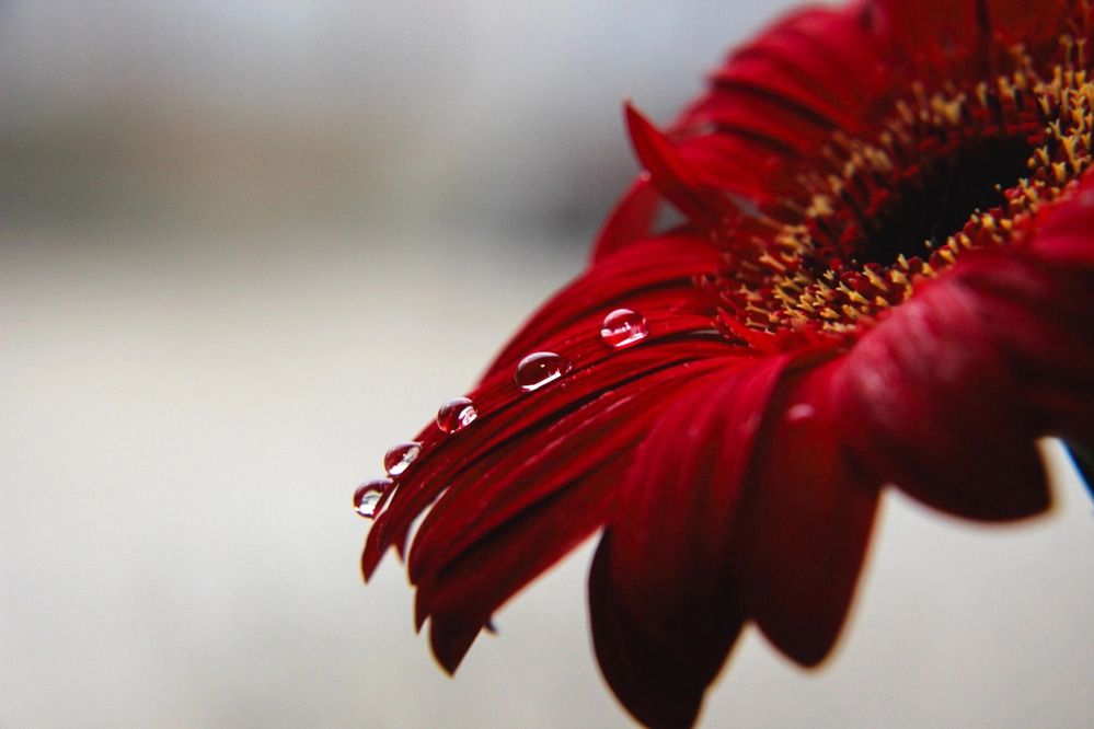 Photograph by Галина Чернякова