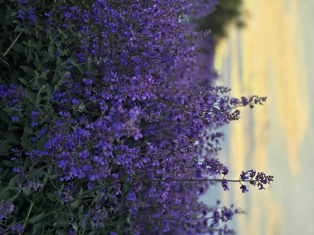 Photograph by Татьяна Гуцанович