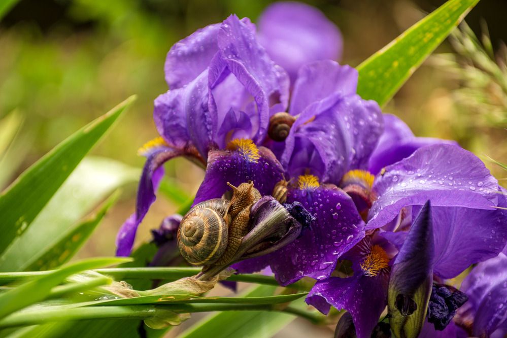 Улитки на ирисах