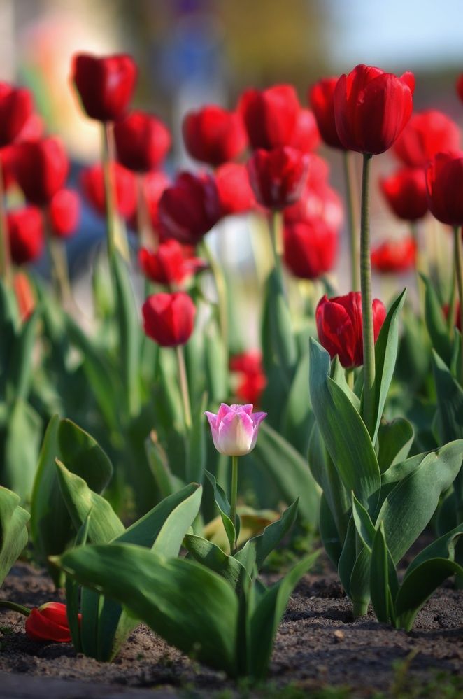 Фотография автора Никита Русецкий