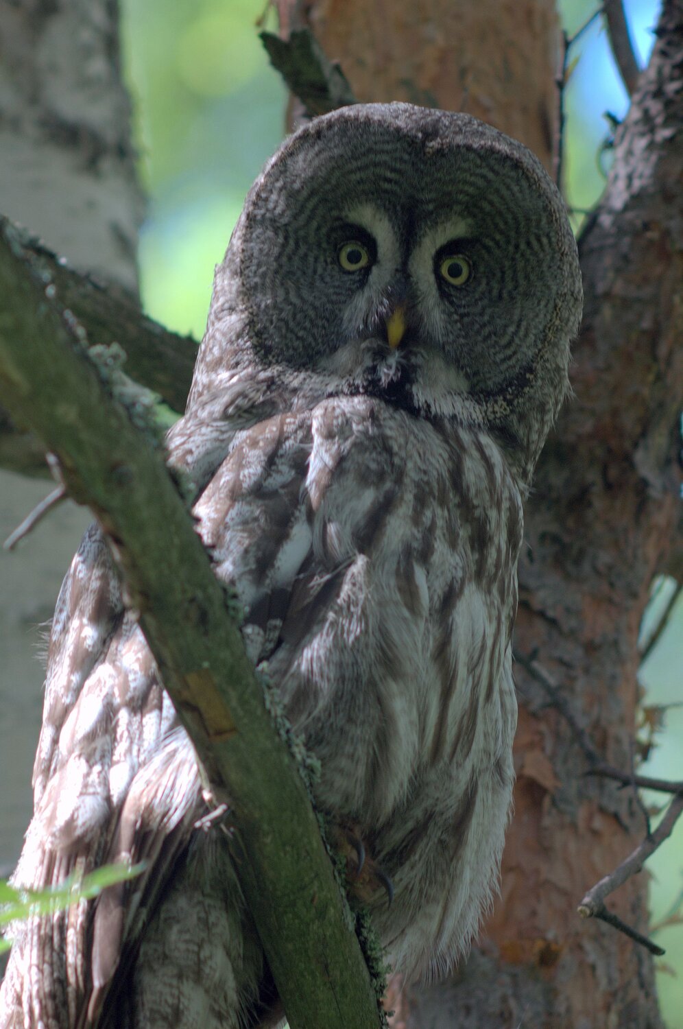 Photo #12473289