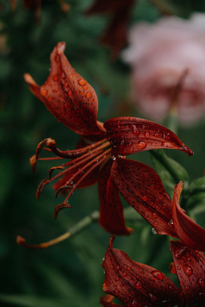 Photograph by Tatiana Potapenko