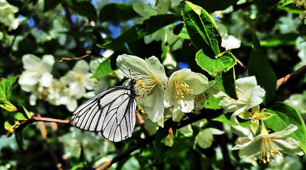 Photograph by Александр Лазебник