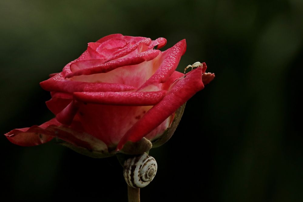 Photograph by Александр Велигура