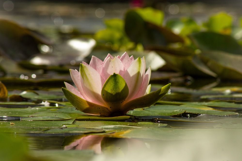 Photograph by Елена Абрамова