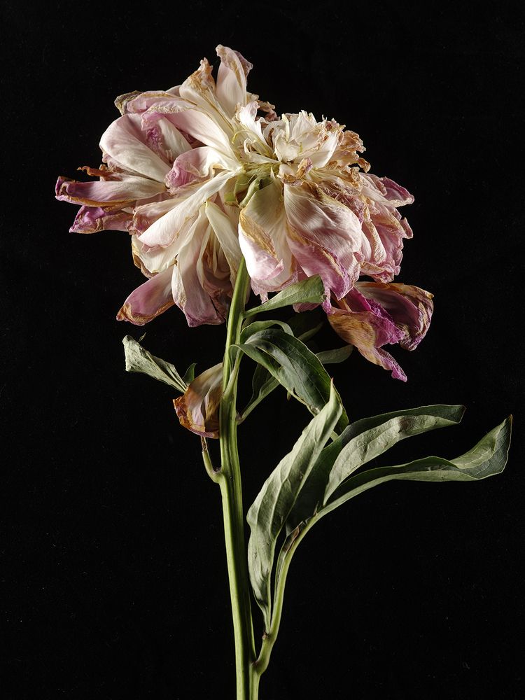 Photograph by Игорь Сахаров