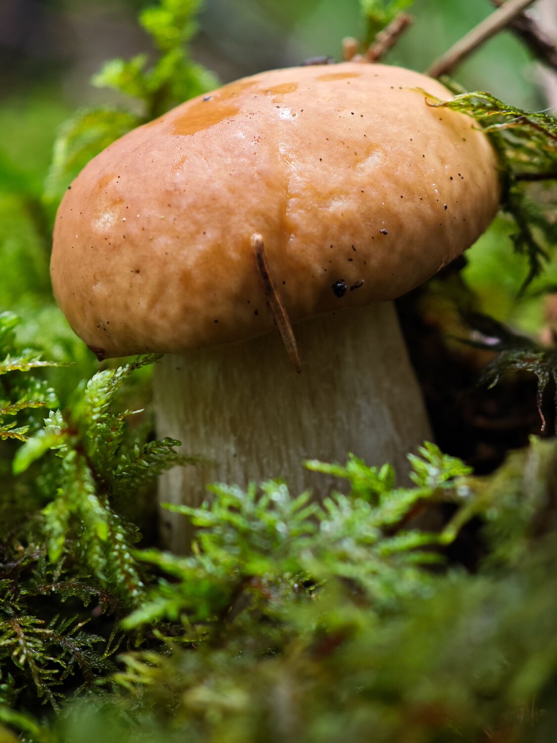 Photo #12473450