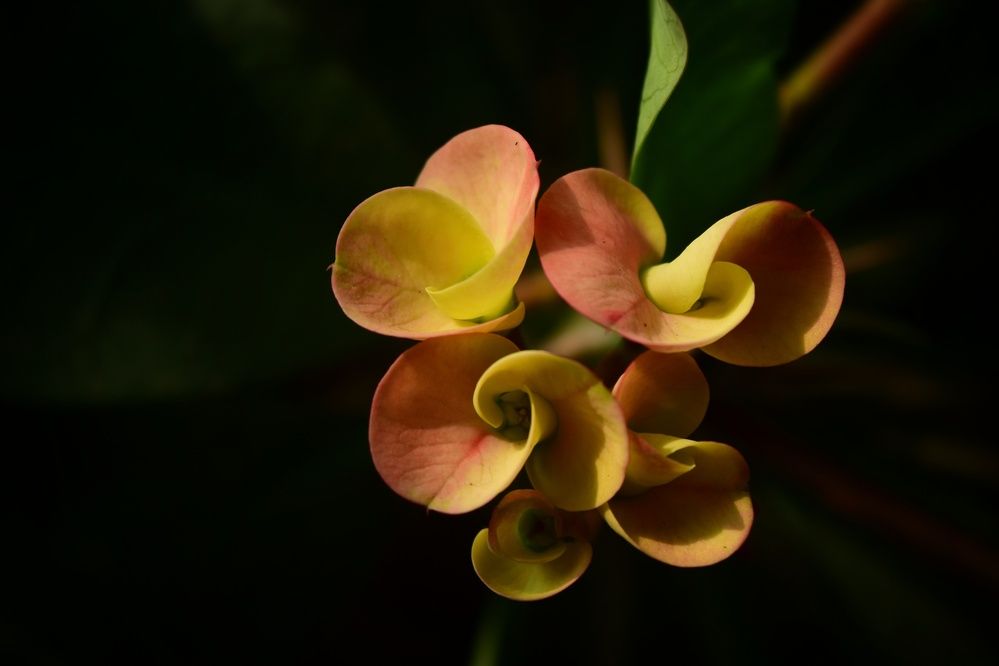 Фотография автора Sheuli Akther