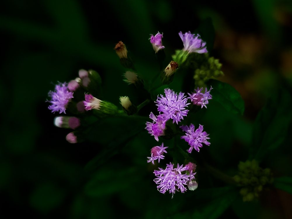 Cyanthillium cinereum