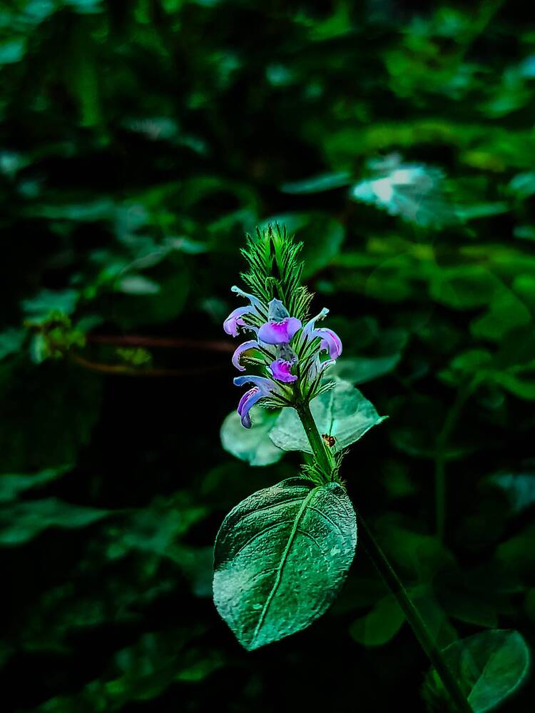 Hygrophila auriculata