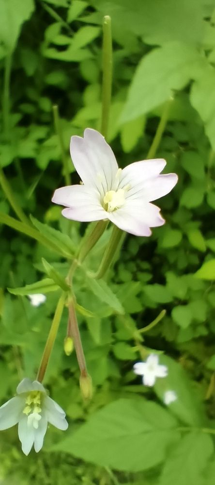 Фотография автора Ольга Петрова