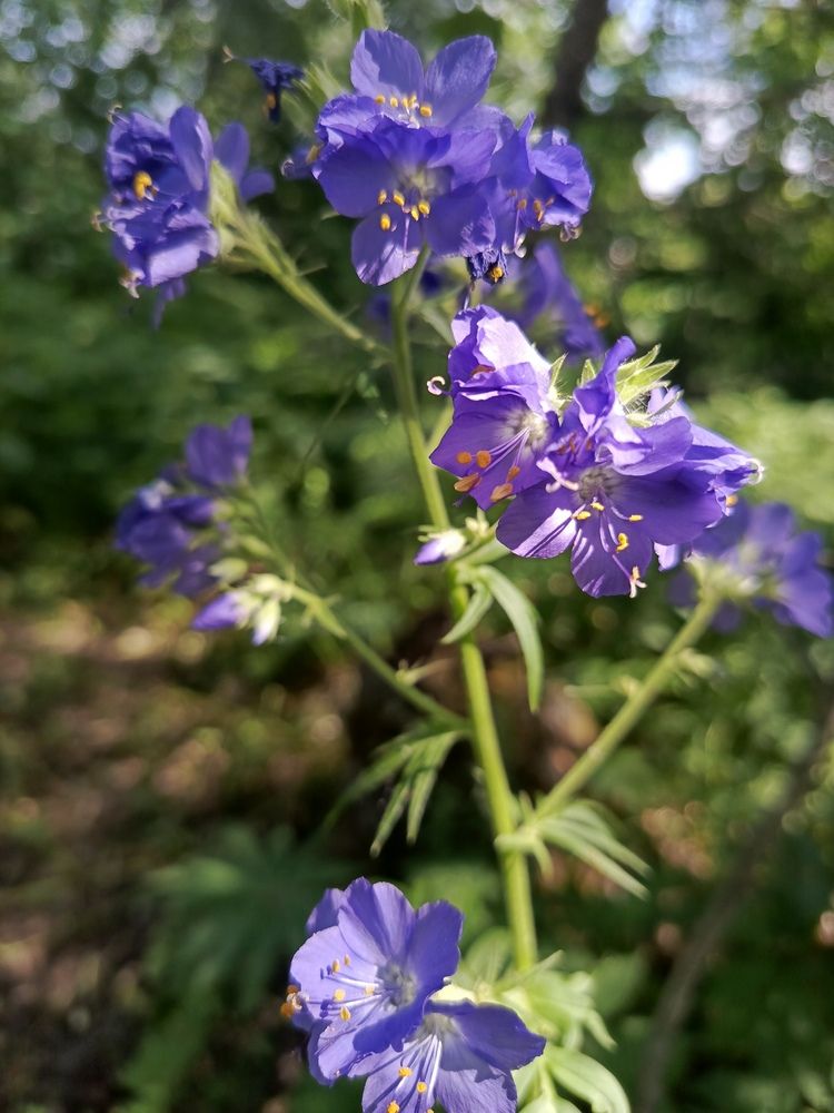 Фотография автора Ольга Петрова