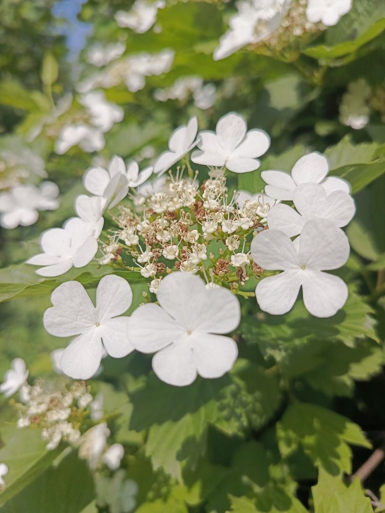 Фотография автора Ольга Петрова