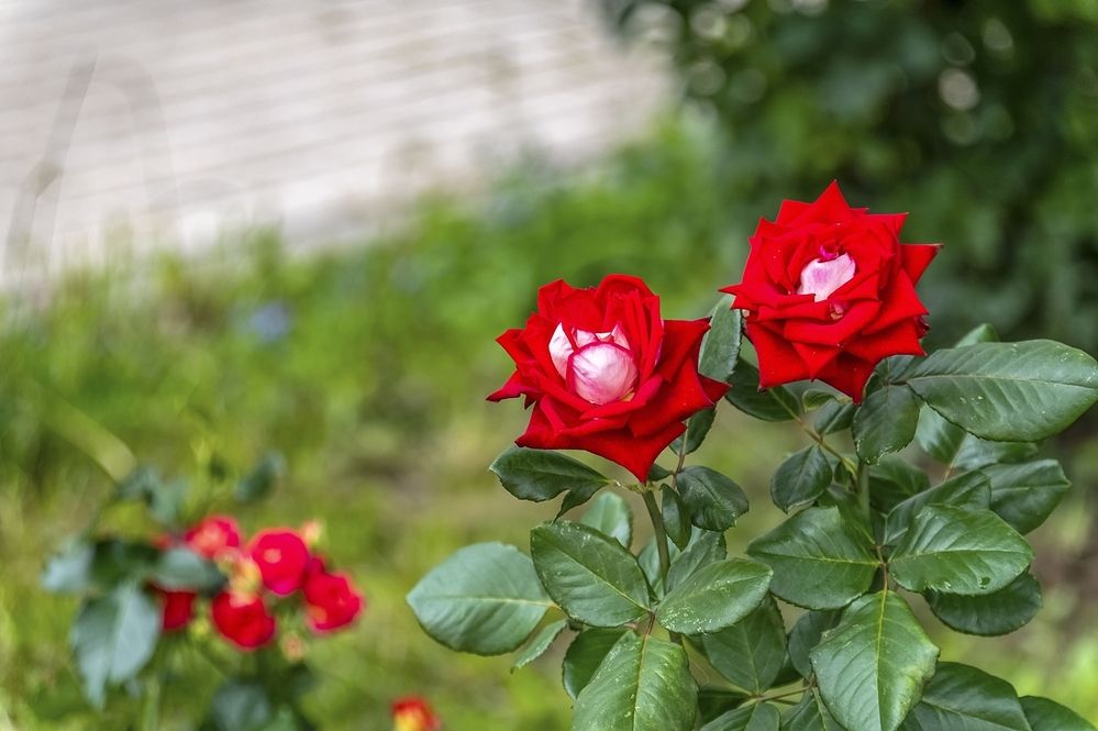 Photograph by Валерий Клейменов