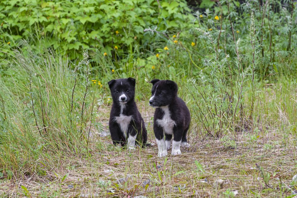 Photograph by Александр Шульга
