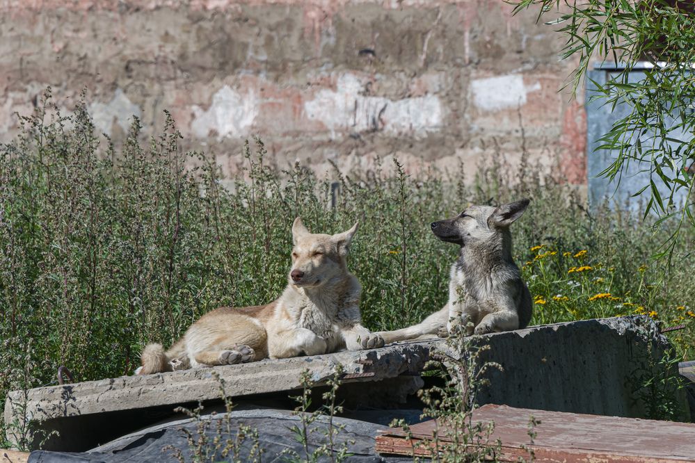 Photograph by Александр Шульга