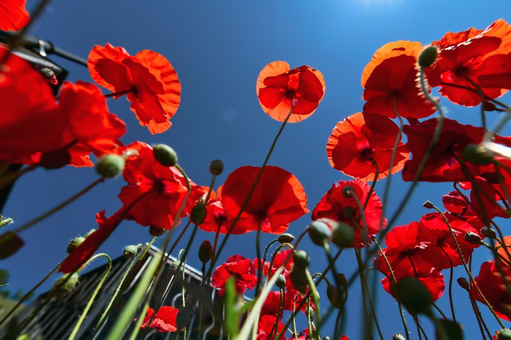 Photograph by Анастасия Сахаревич