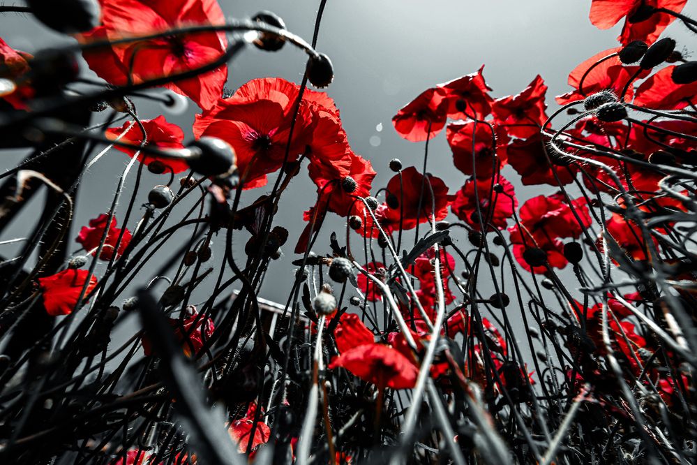 Photograph by Анастасия Сахаревич