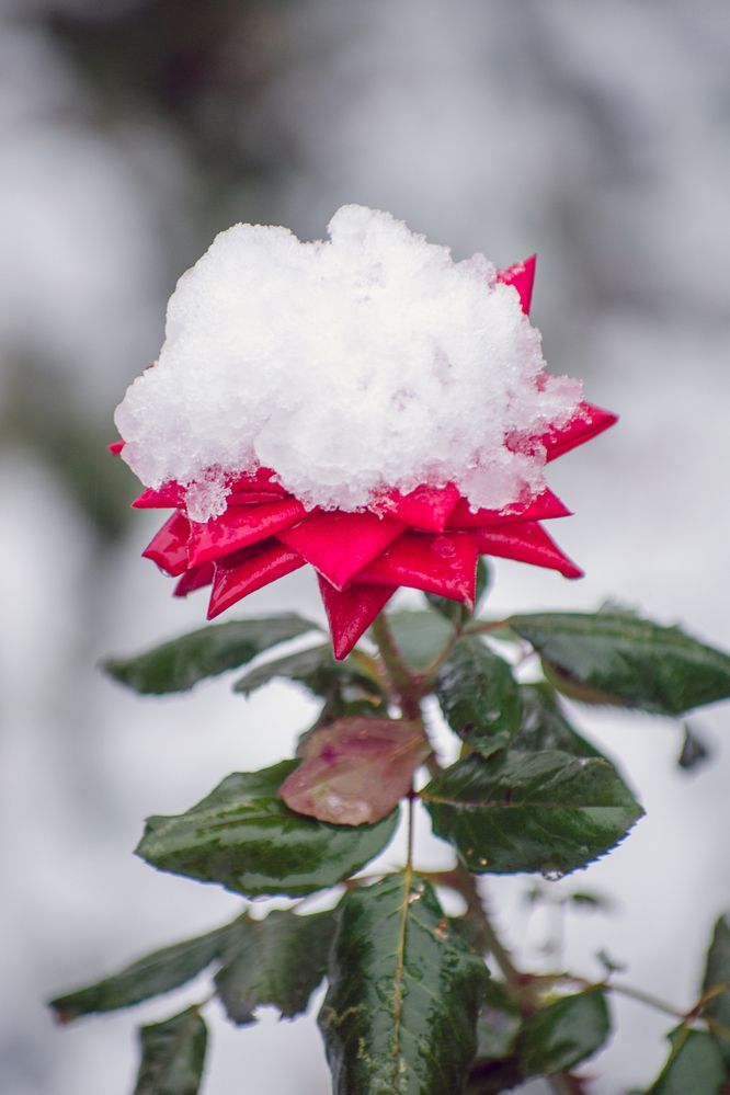 Роза в снегу