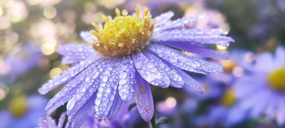 Photograph by Олена Бокова