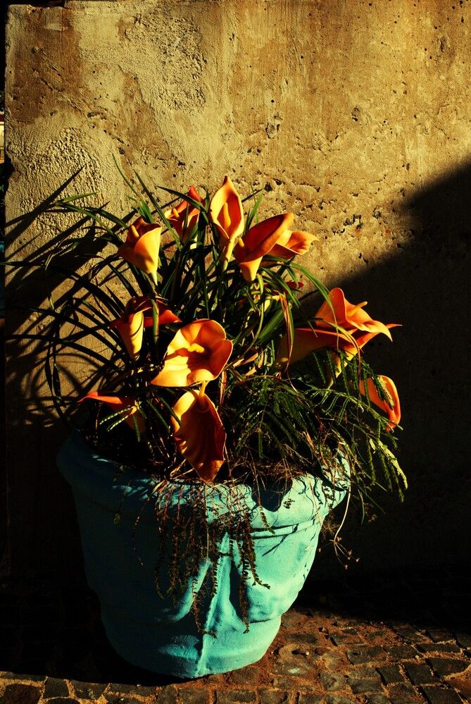 Photograph by Régis Santos