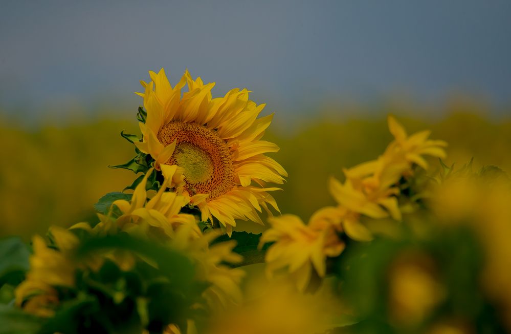 Photograph by Сергей Пидронов