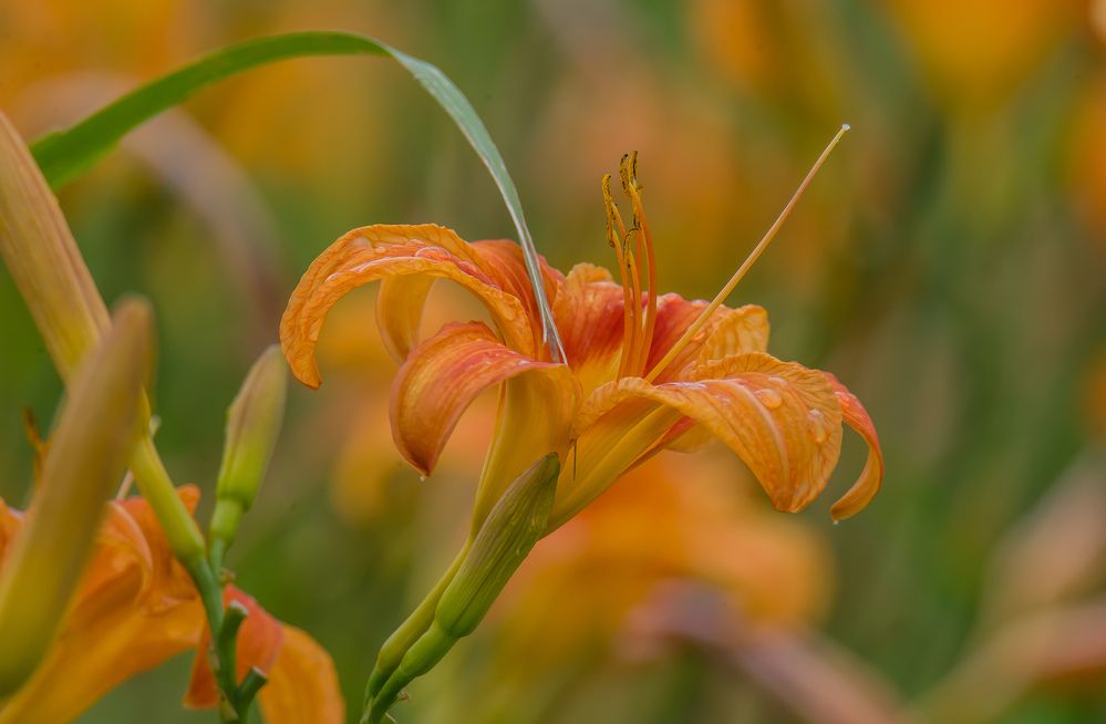 Photograph by Сергей Пидронов