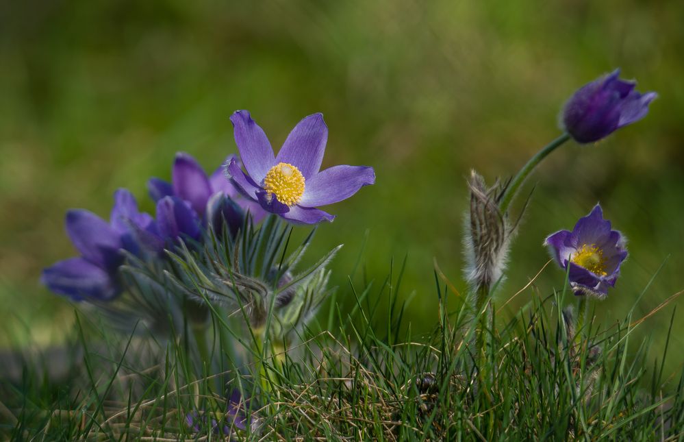 Photograph by Сергей Пидронов