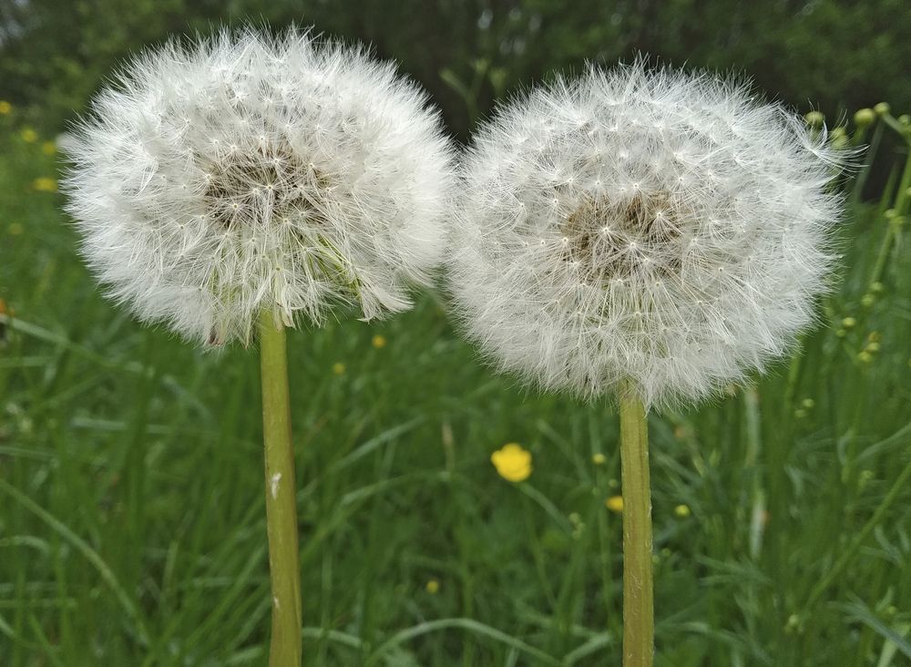 Фотография автора Антип