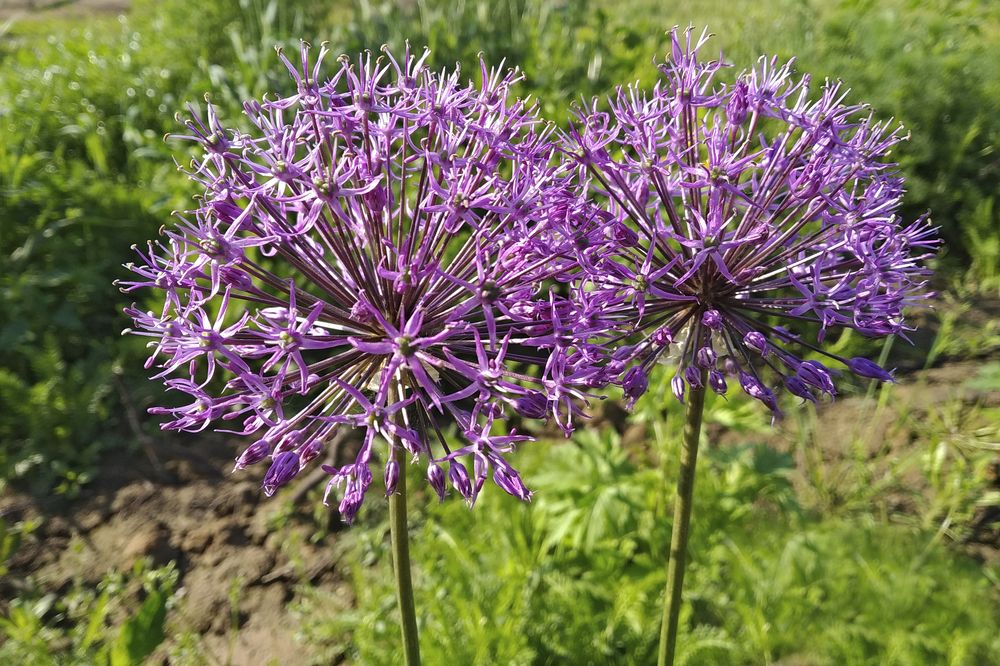 Фотография автора Антип