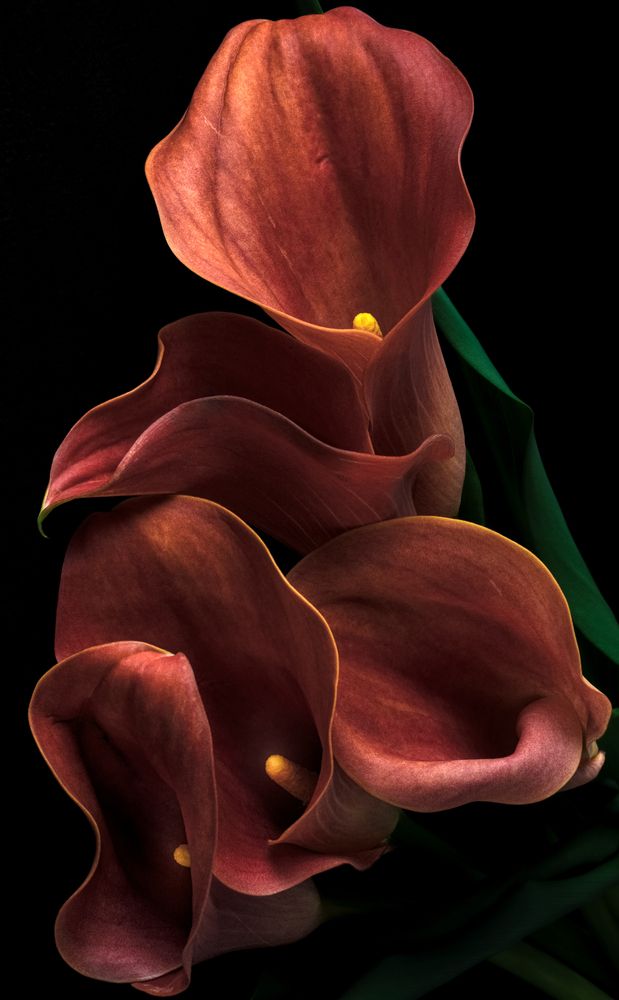 Photograph by Jelena Murina