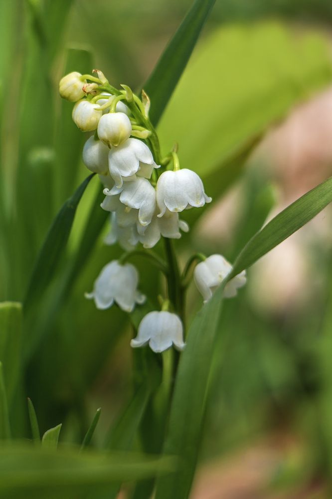 Фотография автора Галина Шепелева