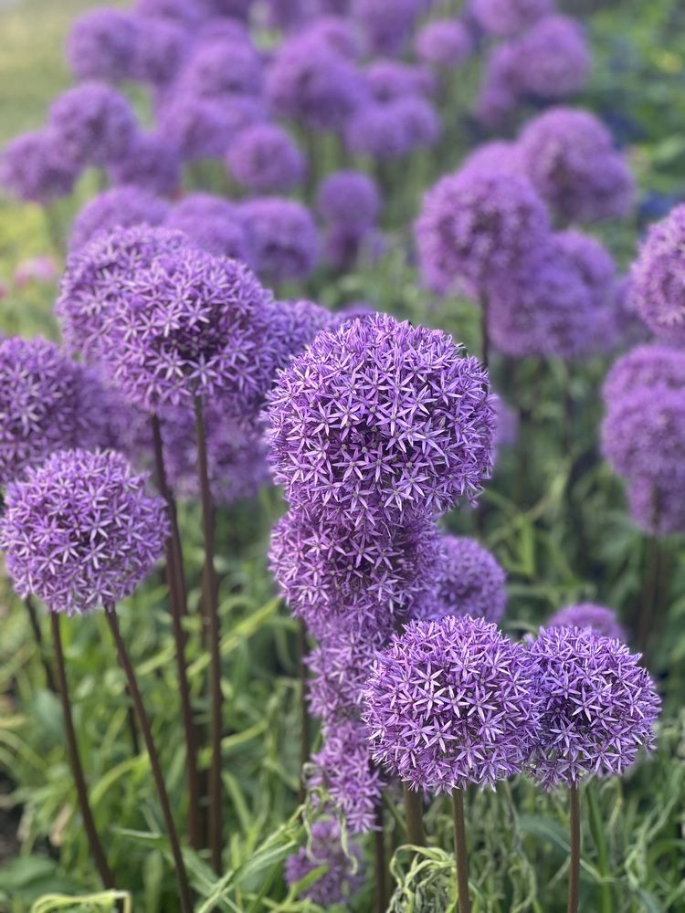 Фотография автора Veronika Lemke