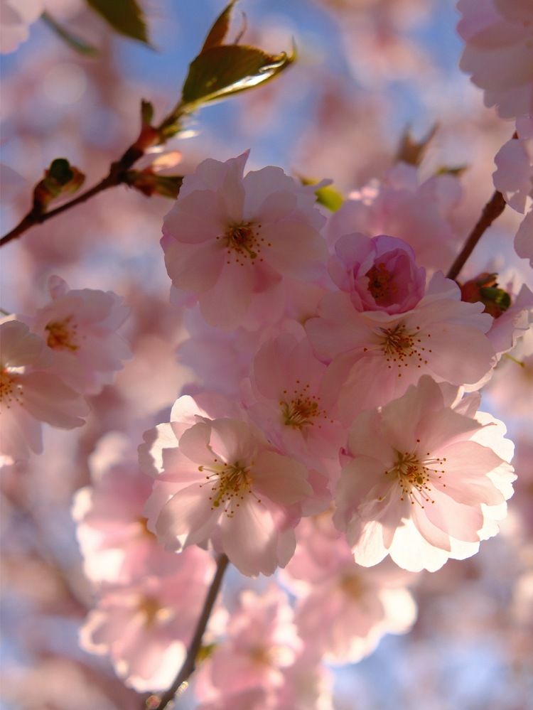 Фотография автора Veronika Lemke