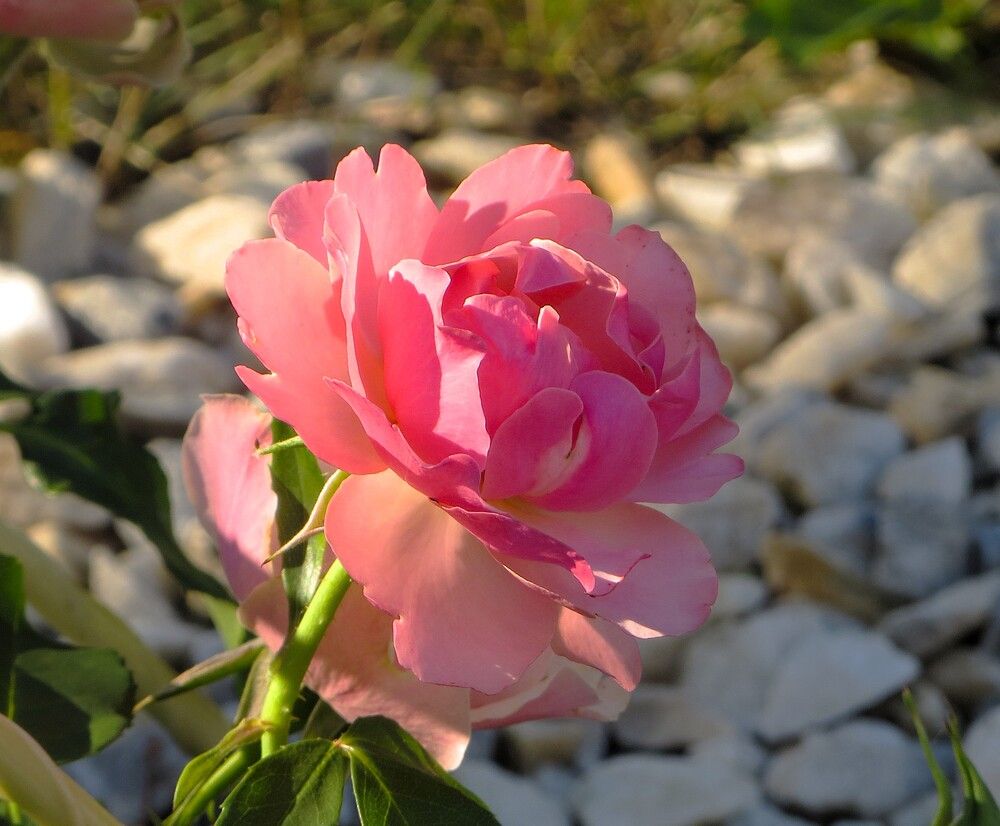 Цвета утренней зари