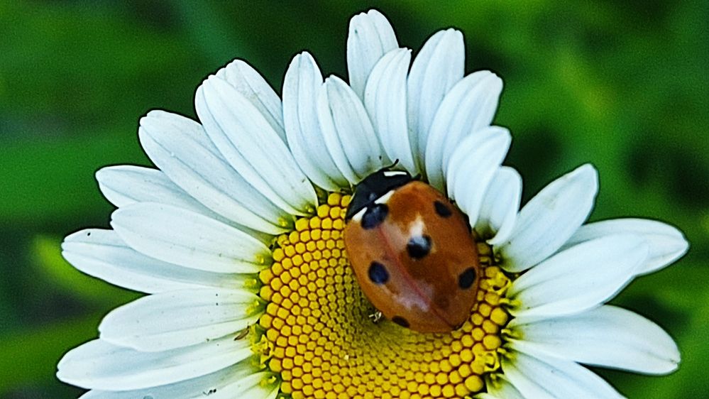 Photograph by Олена Бокова