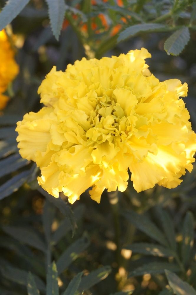 Фотография автора Ольга Шендрик