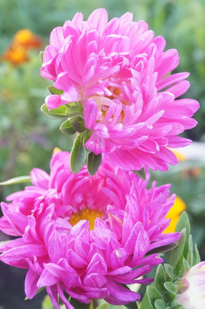 Фотография автора Ольга Шендрик