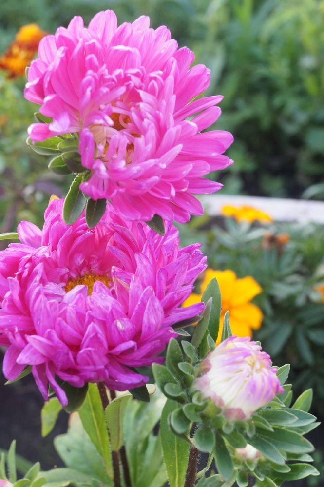 Фотография автора Ольга Шендрик