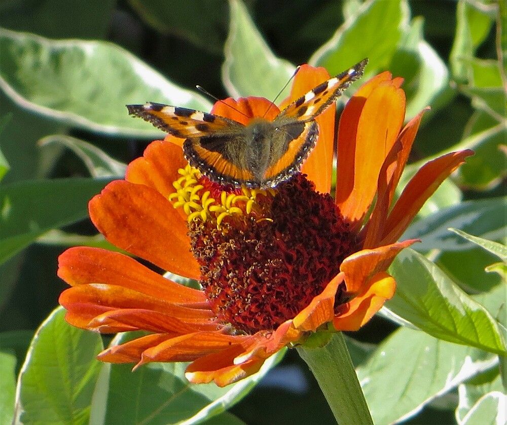 Цветок на цветке