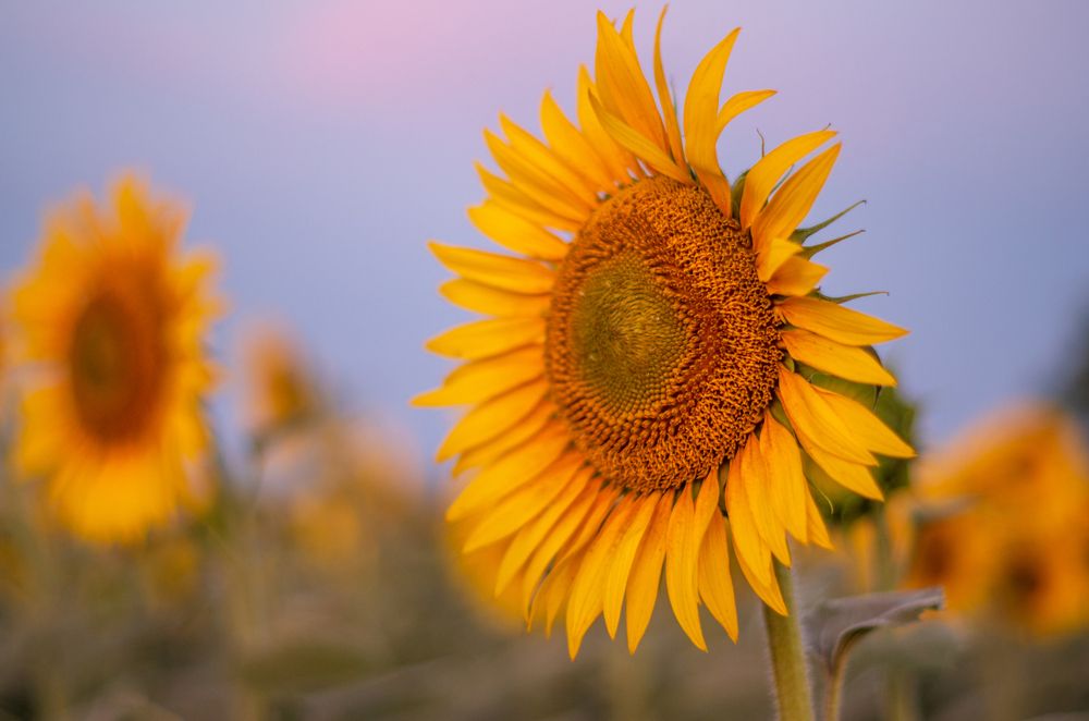 Photograph by Галина Григорьева