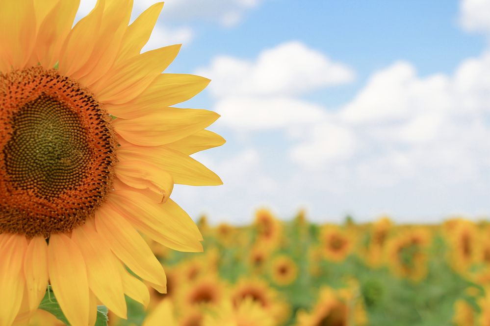 Photograph by Рыков Андрей