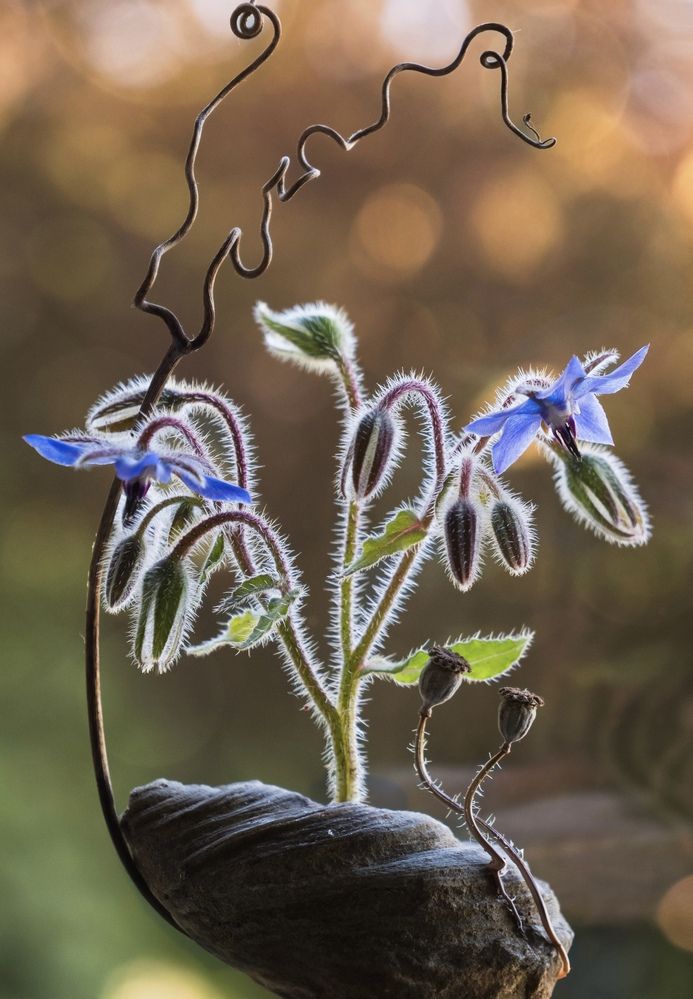 Borage