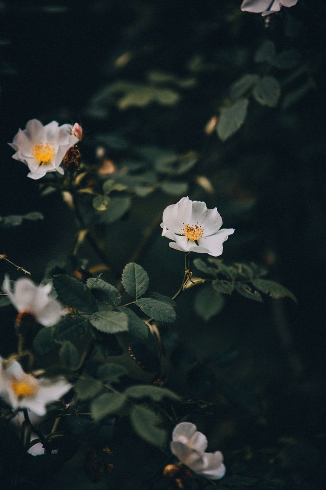 Фотография автора Вазген Бояджян
