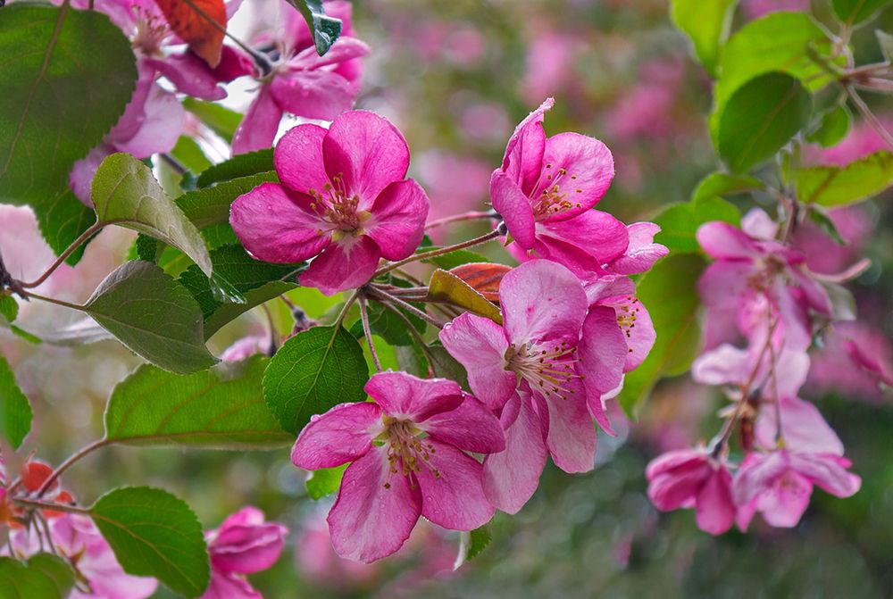 Яблони в цвету!...