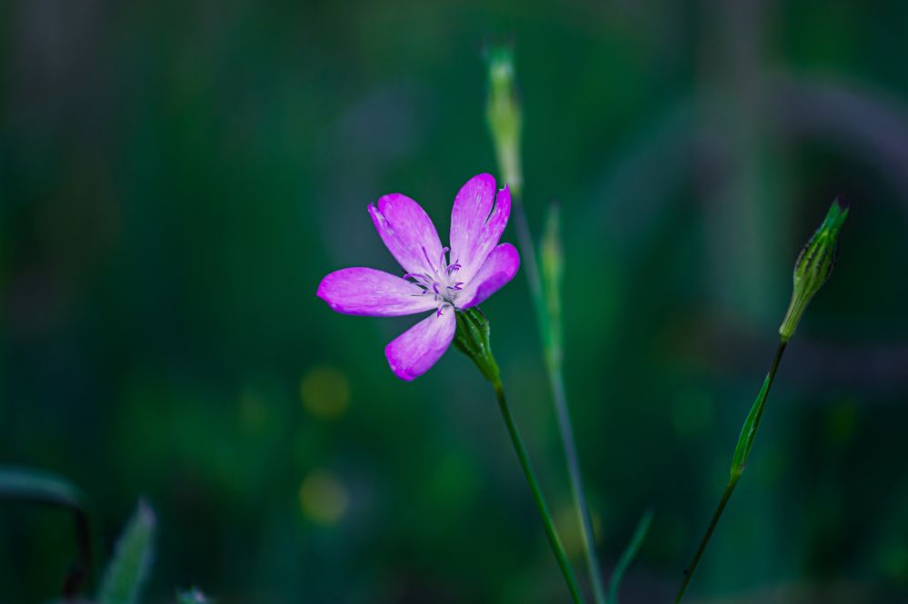 Photograph by sadouni zakaria